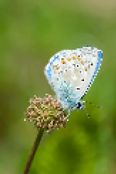 Adonis